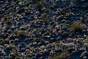 Cactus Garden 0791